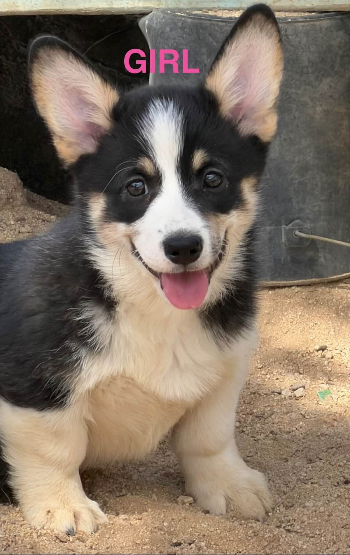 Pembroke Welsh Corgi Puppies breeder image 4