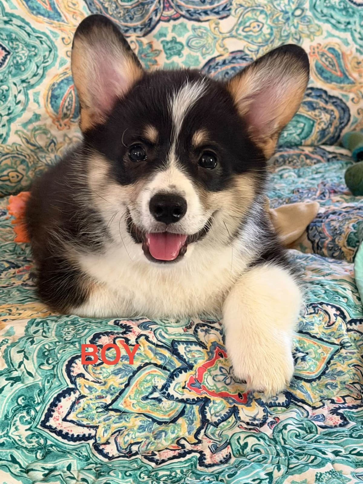 Pembroke Welsh Corgi Puppies breeder image 5