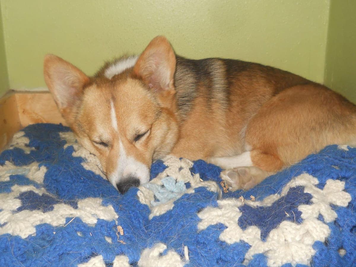 Pembroke Welsh Corgi Puppies breeder image 3