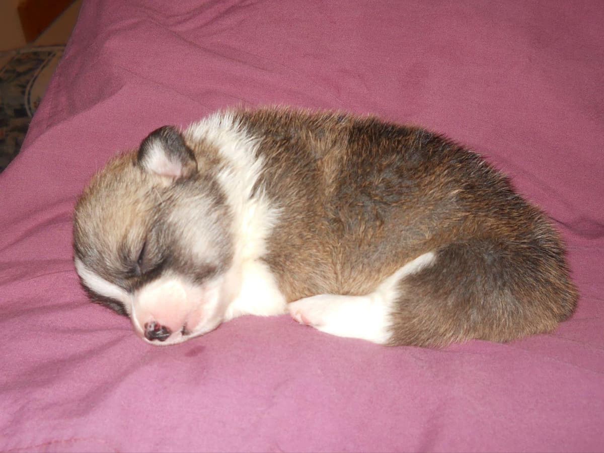Pembroke Welsh Corgi Puppies breeder image 4