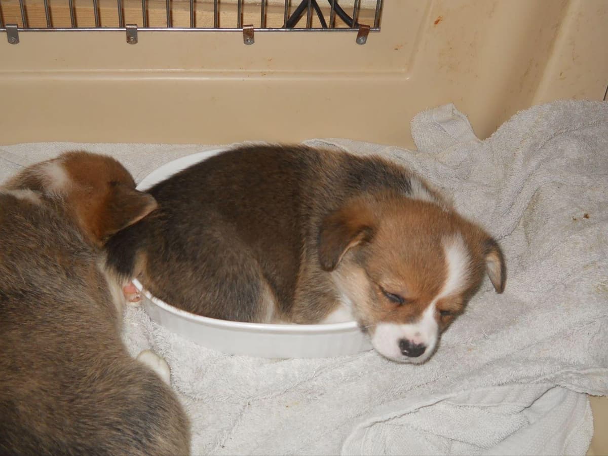 Pembroke Welsh Corgi Puppies breeder image 5