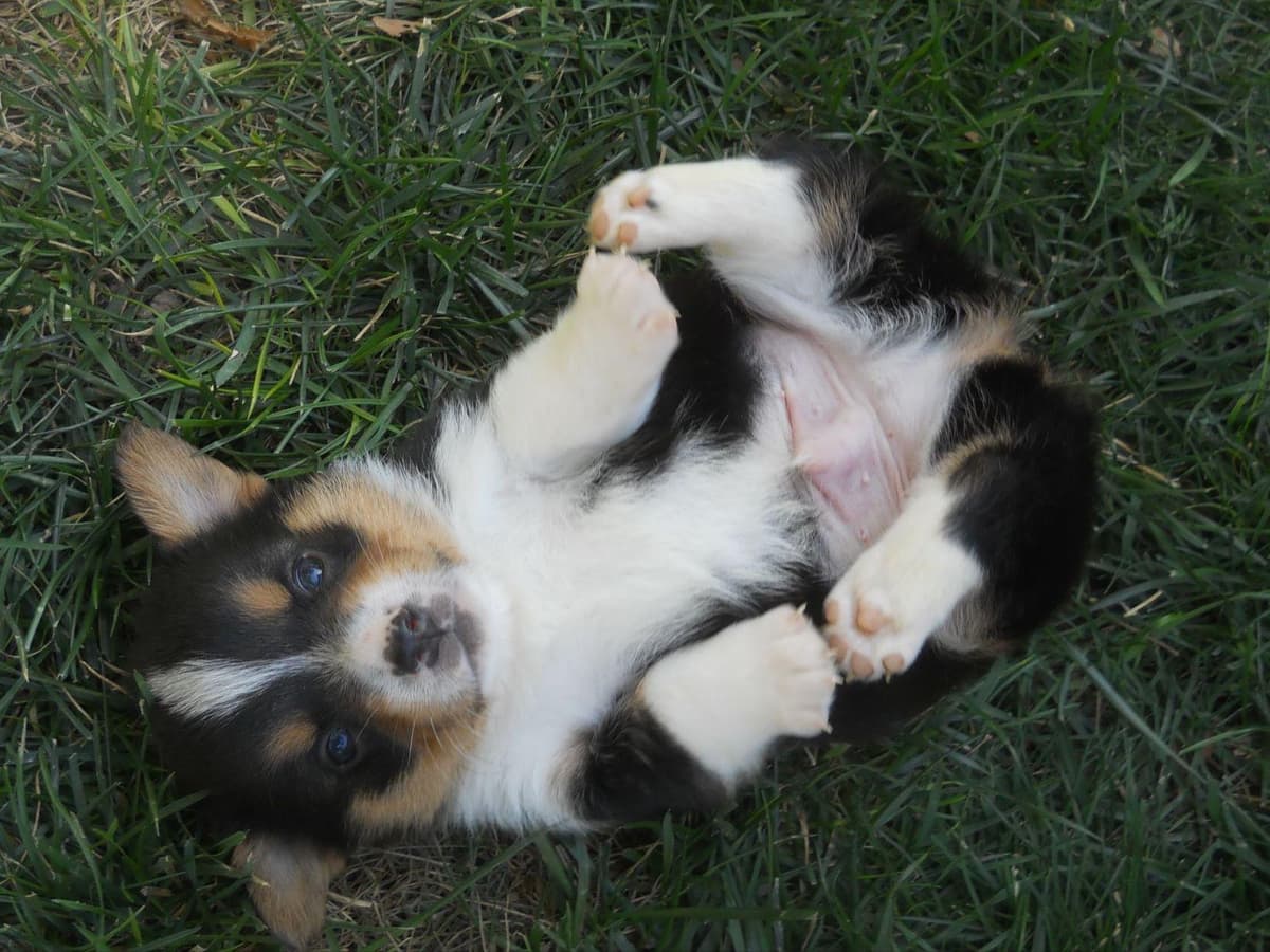 Pembroke Welsh Corgi Puppies breeder image 6