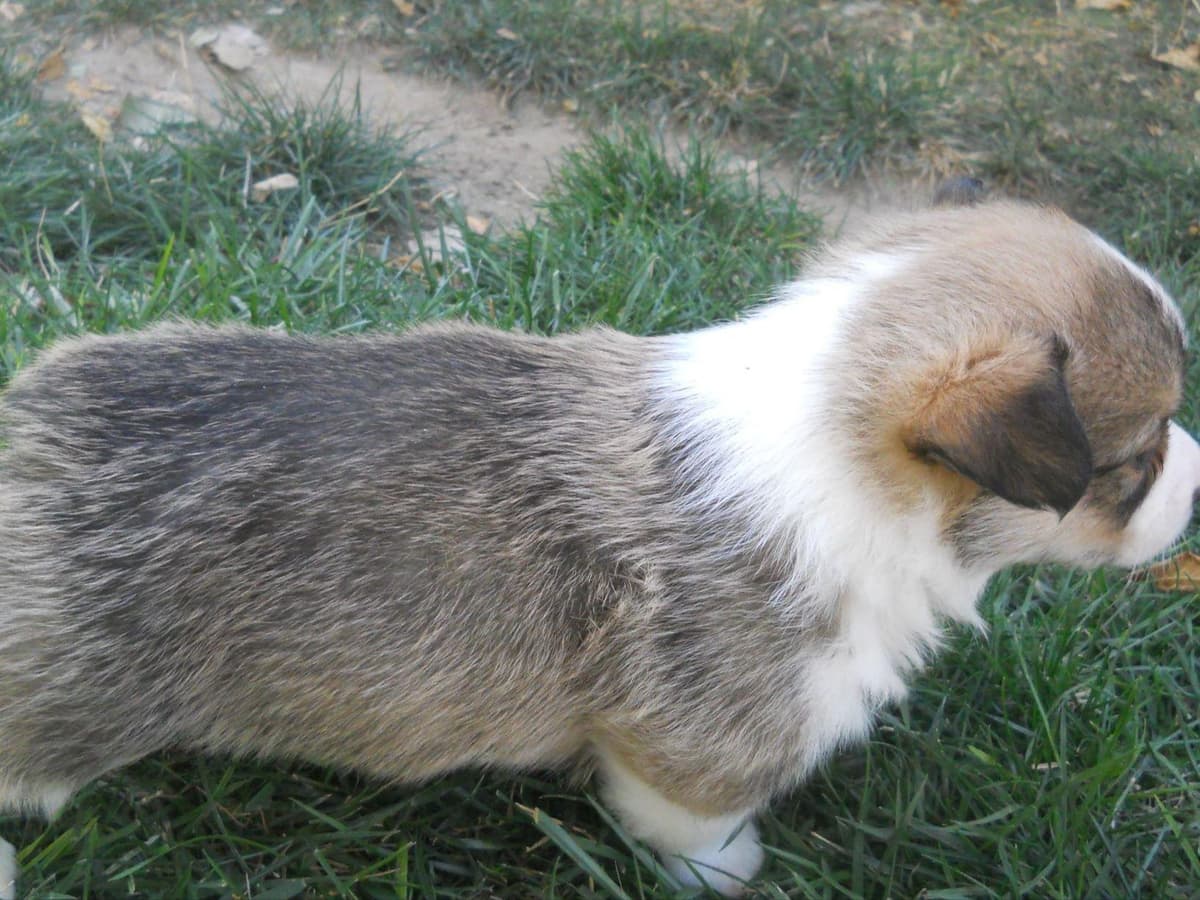 Pembroke Welsh Corgi Puppies breeder image 7