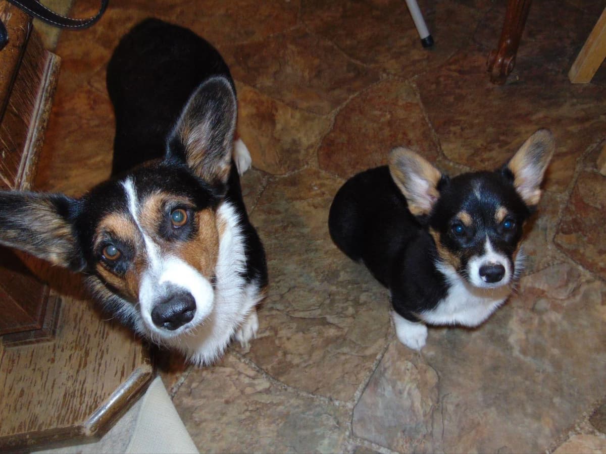 Pembroke Welsh Corgi Puppies breeder image 8