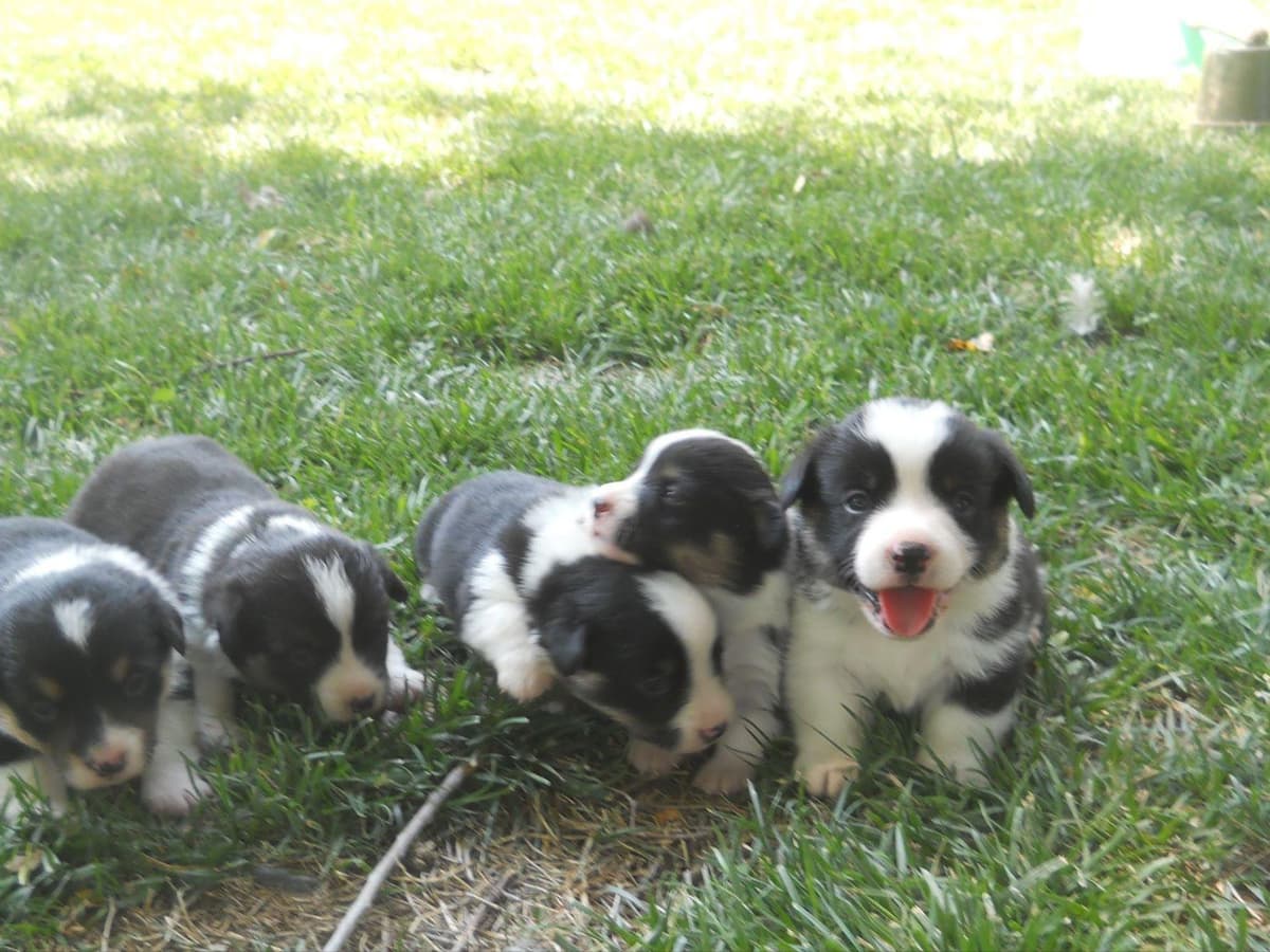 Pembroke Welsh Corgi Puppies breeder image 9