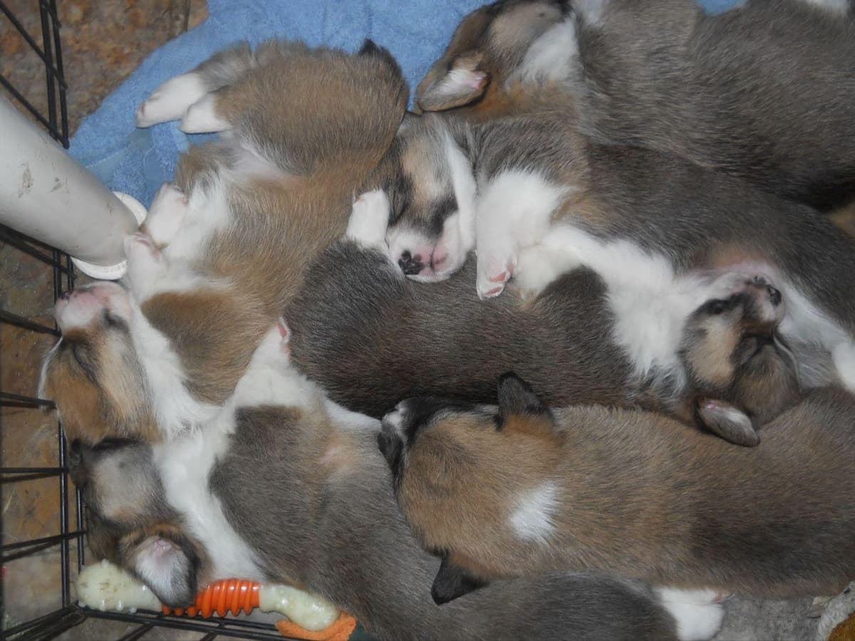 Pembroke Welsh Corgi Puppies breeder image 10