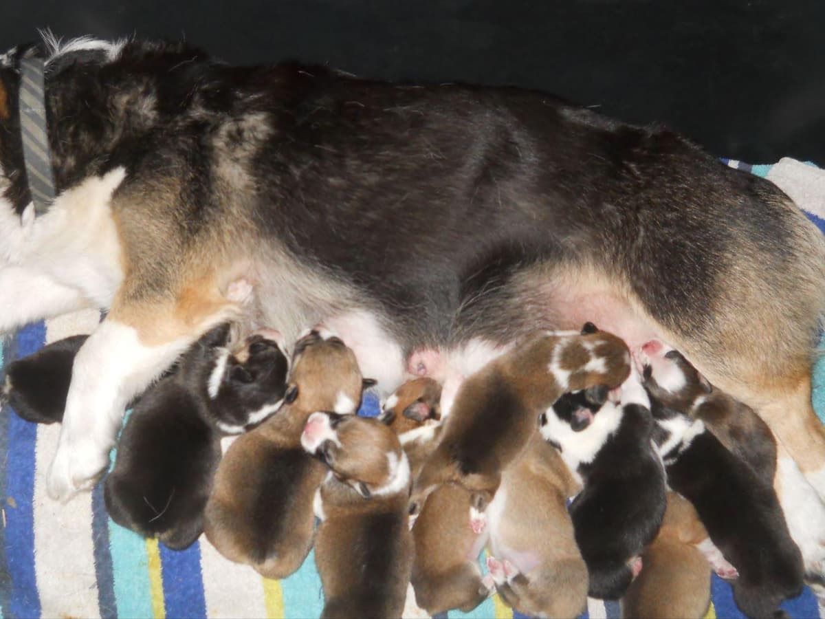 Pembroke Welsh Corgi Puppies breeder image 11