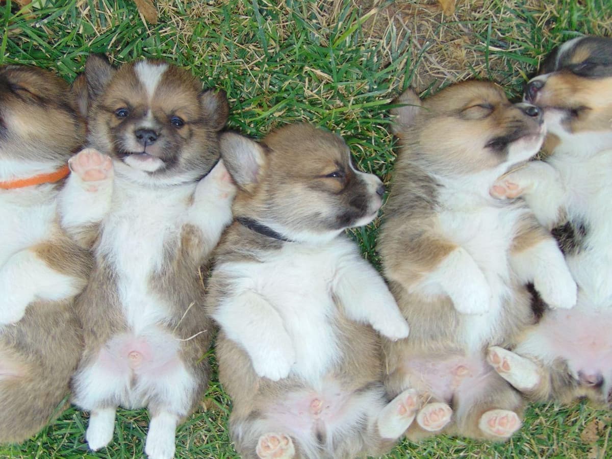 Pembroke Welsh Corgi Puppies breeder image 1