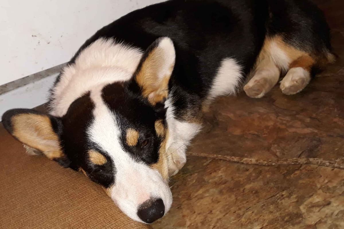 Pembroke Welsh Corgi Puppies breeder image 12