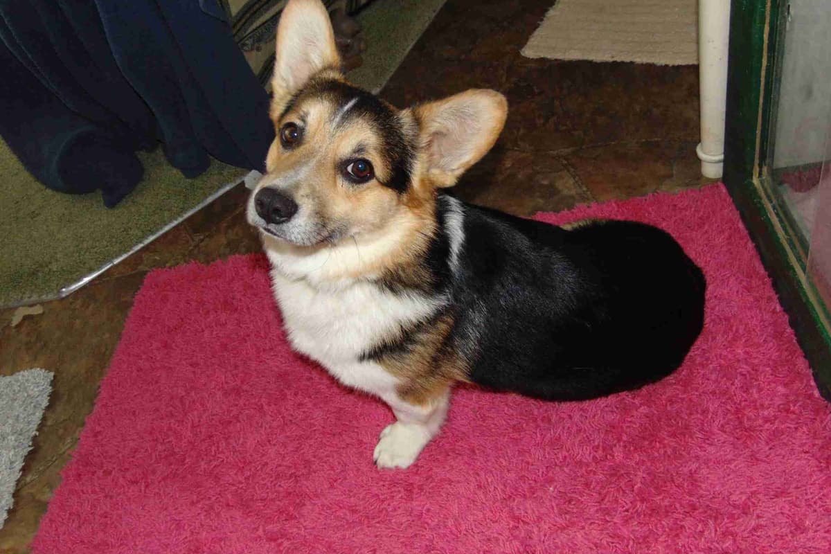 Pembroke Welsh Corgi Puppies breeder image 14
