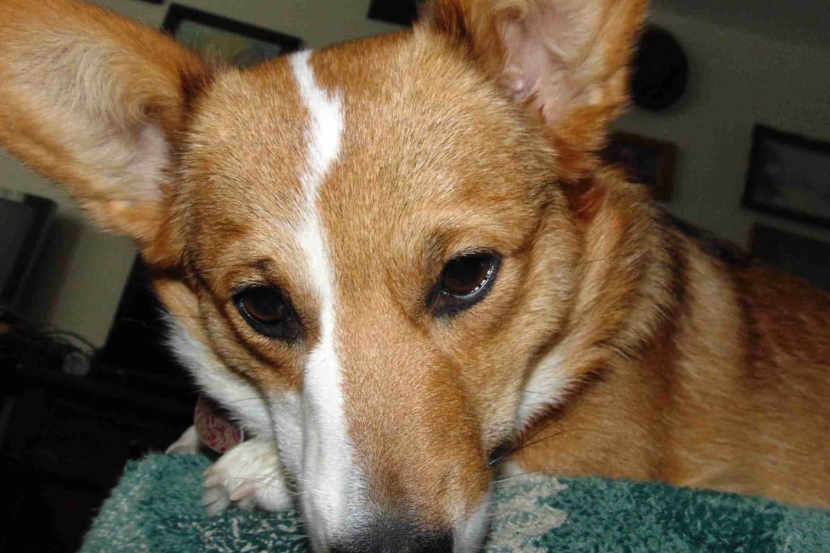 Pembroke Welsh Corgi Puppies breeder image 16