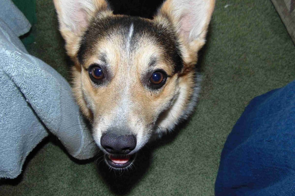 Pembroke Welsh Corgi Puppies breeder image 17