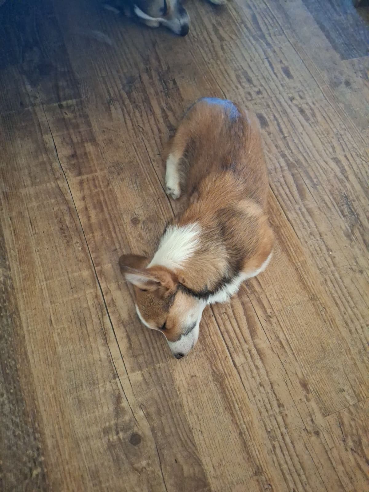 Pembroke Welsh Corgi Puppies breeder image 18