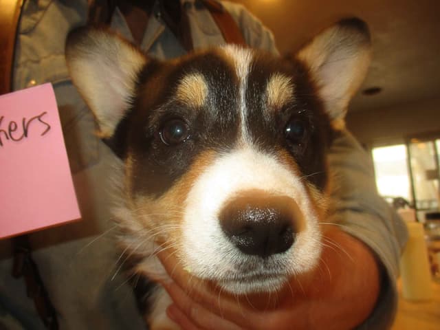 Pembroke Welsh Corgi Puppies media 2