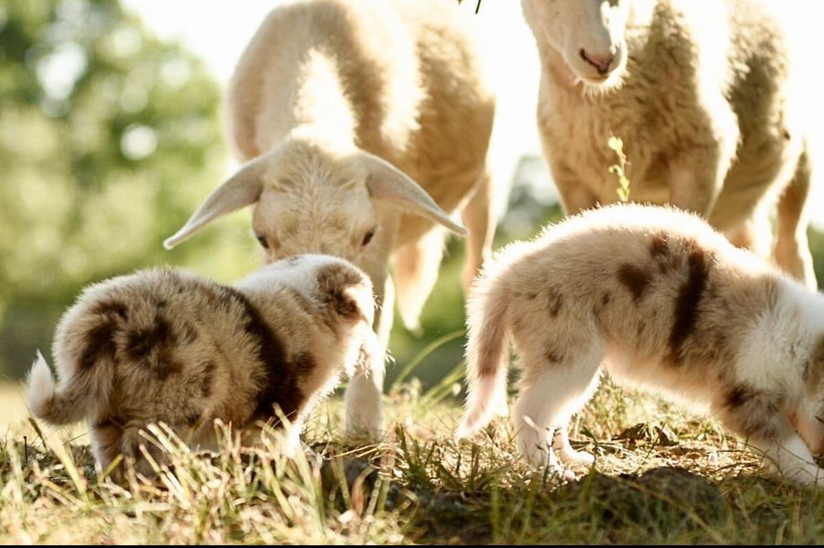 The Spring Equinox Litter breeder image 9