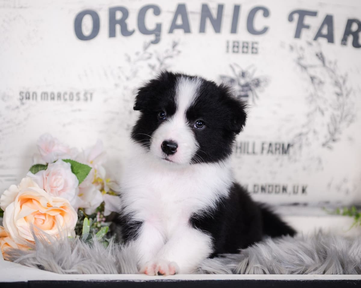 The Spring Equinox Litter breeder image 3