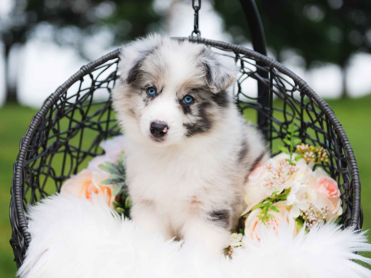 The Spring Equinox Litter breeder image 1