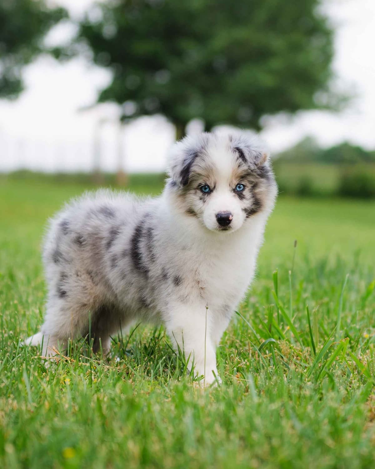 The Spring Equinox Litter breeder image 2