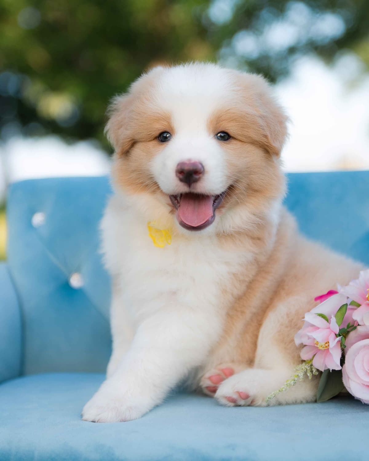 The Spring Equinox Litter breeder image 4