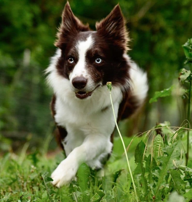 The Spring Equinox Litter breeder image 23