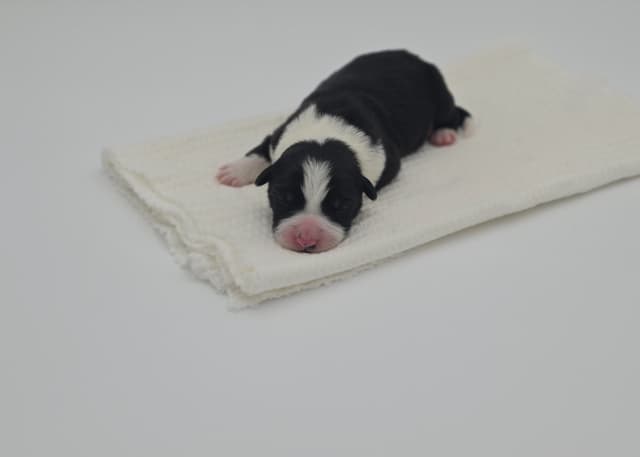 The Spring Equinox Litter media 2