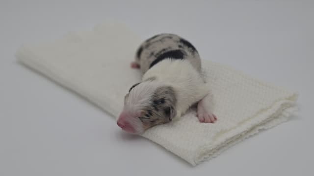 The Spring Equinox Litter media 3