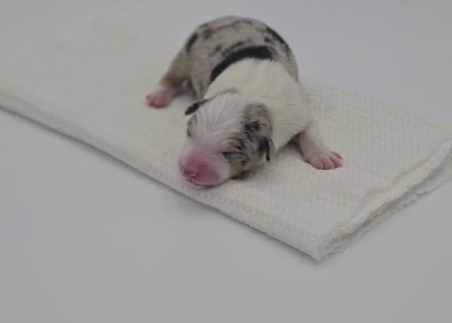 The Spring Equinox Litter media 4