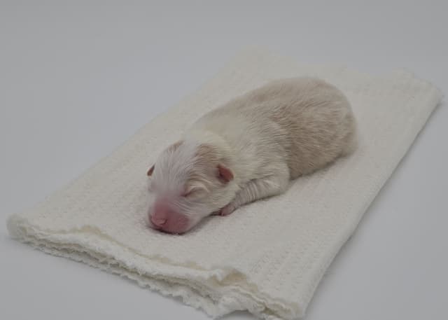 The Spring Equinox Litter media 5