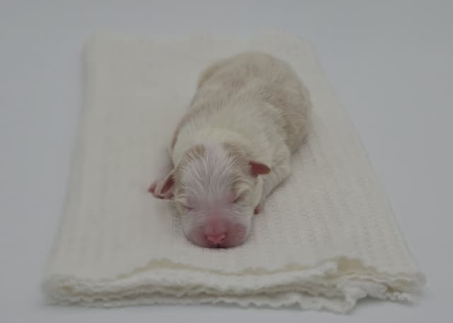 The Spring Equinox Litter media 6