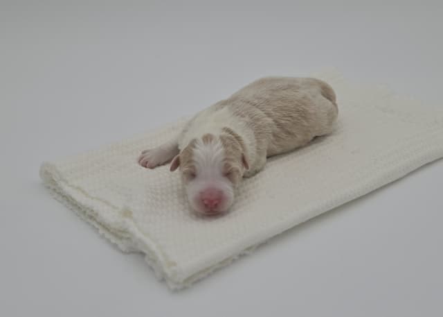 The Spring Equinox Litter media 7