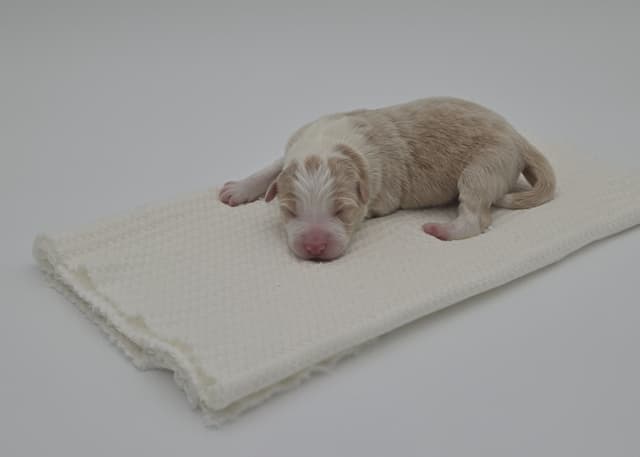 The Spring Equinox Litter media 8