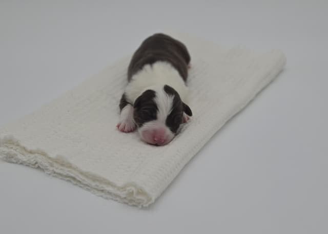 The Spring Equinox Litter media 9