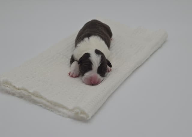 The Spring Equinox Litter media 10