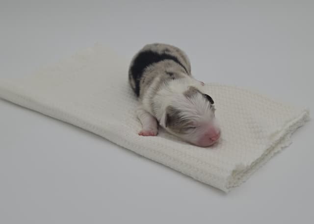 The Spring Equinox Litter media 11