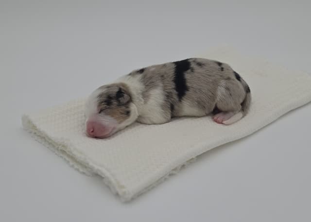 The Spring Equinox Litter media 12