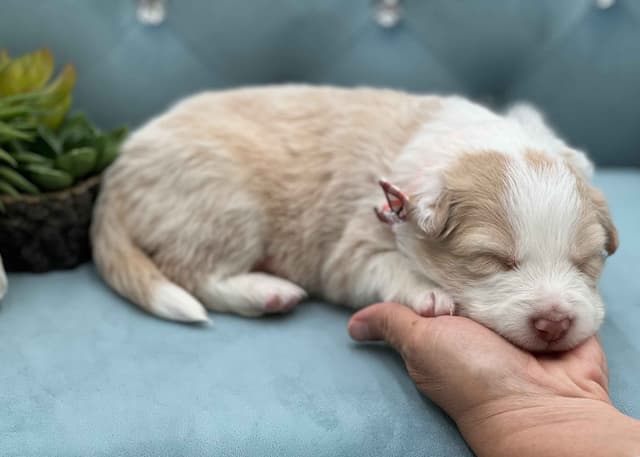 The Spring Equinox Litter media 13