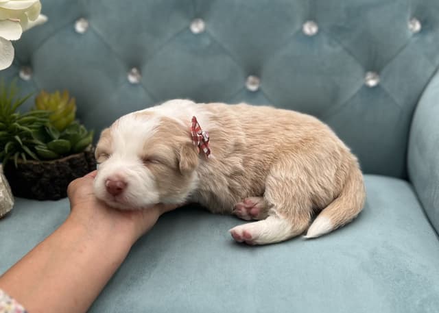 The Spring Equinox Litter media 14