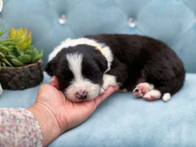 The Spring Equinox Litter media 15
