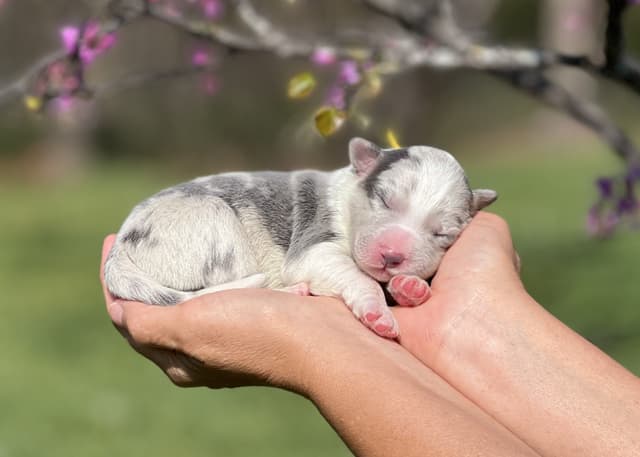 The Shadow & Light Litter | Black & White Male media 14