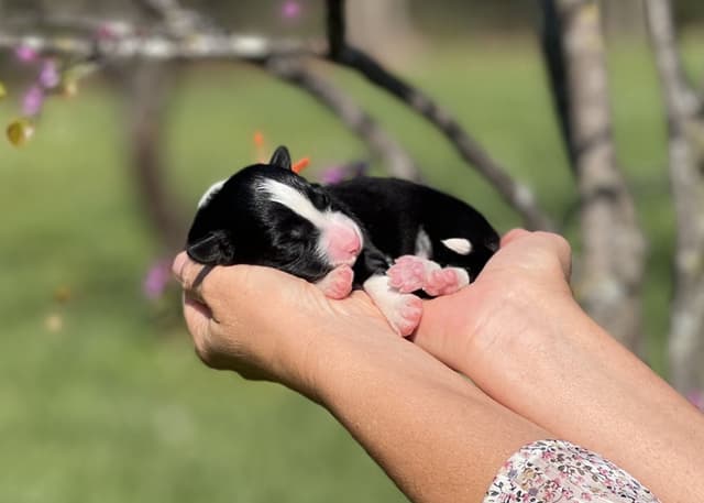 The Shadow & Light Litter | Black & White Male media 8