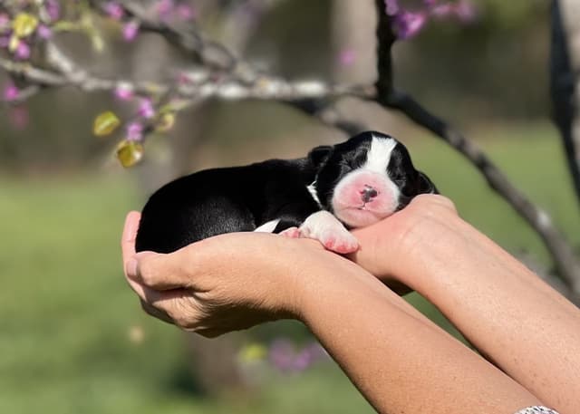 The Shadow & Light Litter | Black & White Male media 11
