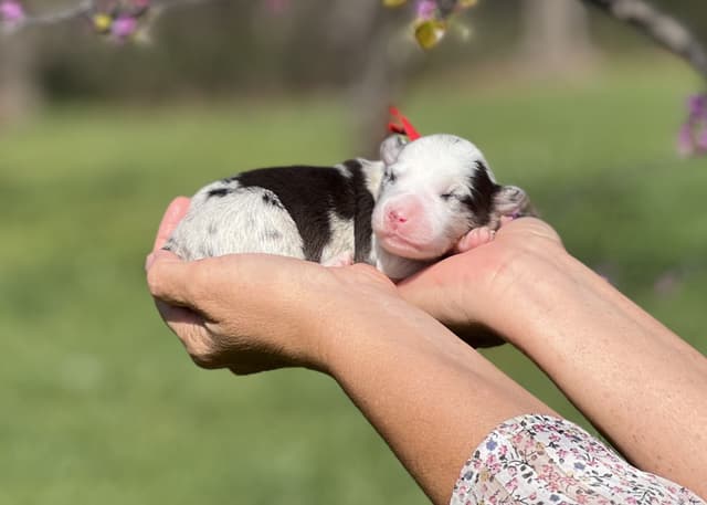 The Shadow & Light Litter | Black & White Male media 5