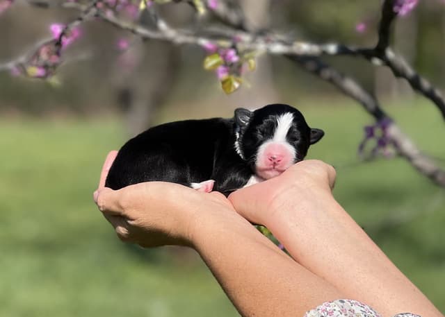 The Shadow & Light Litter | Black & White Male media 2