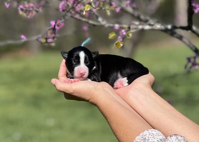 The Shadow & Light Litter | Black & White Male media 3