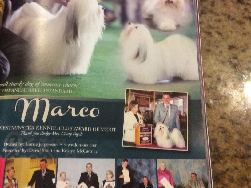 Havanese Puppies breeder image 1
