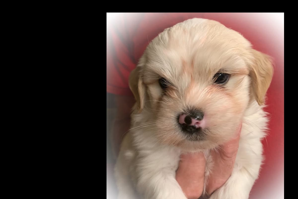 Havanese Puppies breeder image 4