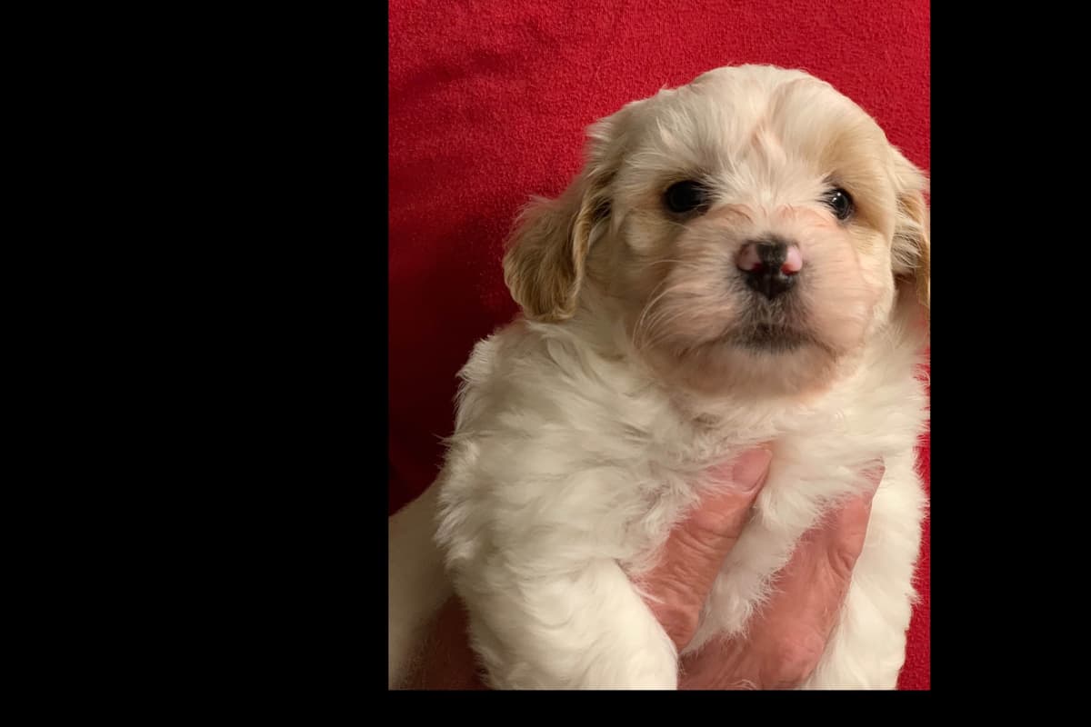 Havanese Puppies breeder image 5