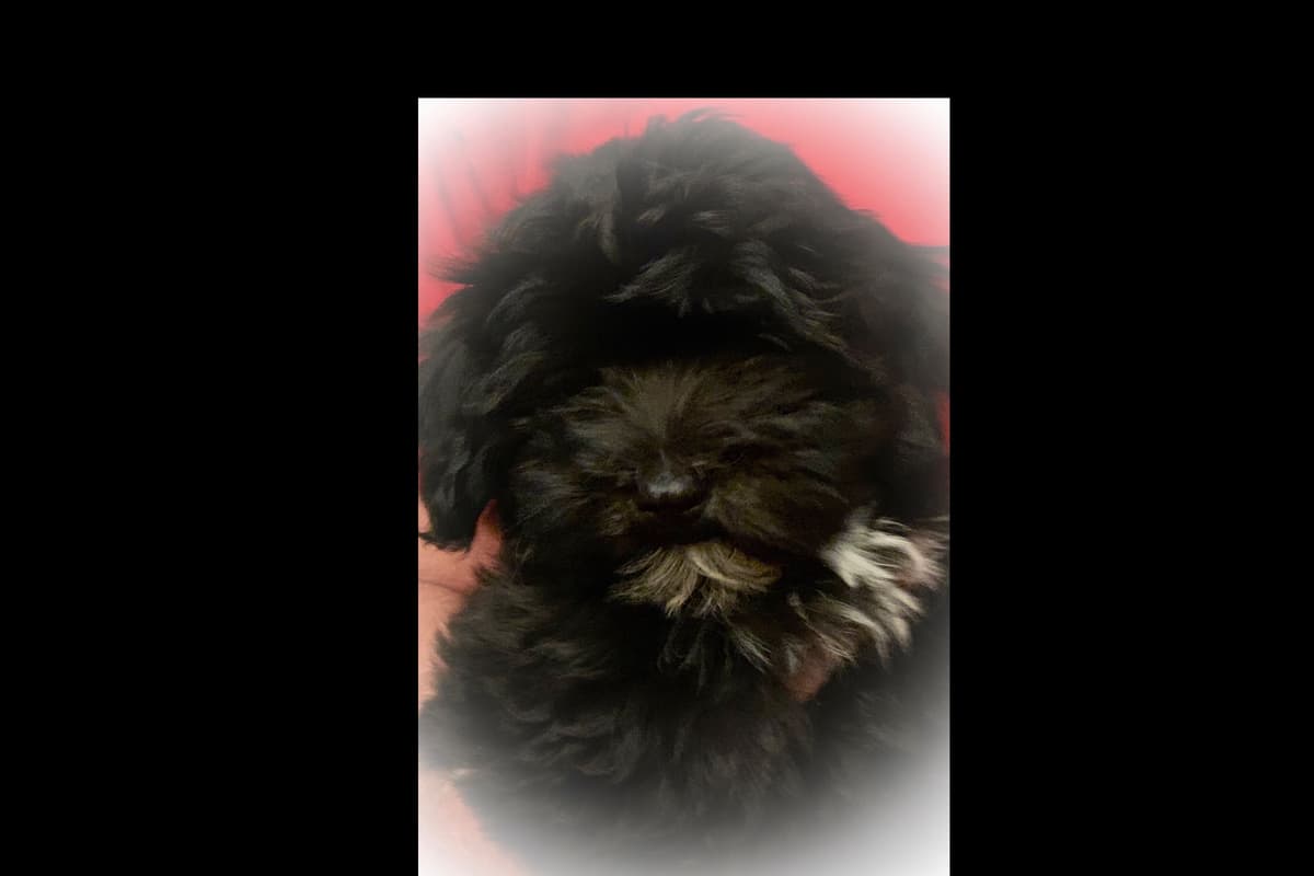 Havanese Puppies breeder image 7