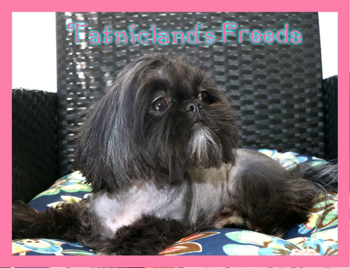 Beautiful Shih Tzu female pups breeder image 3