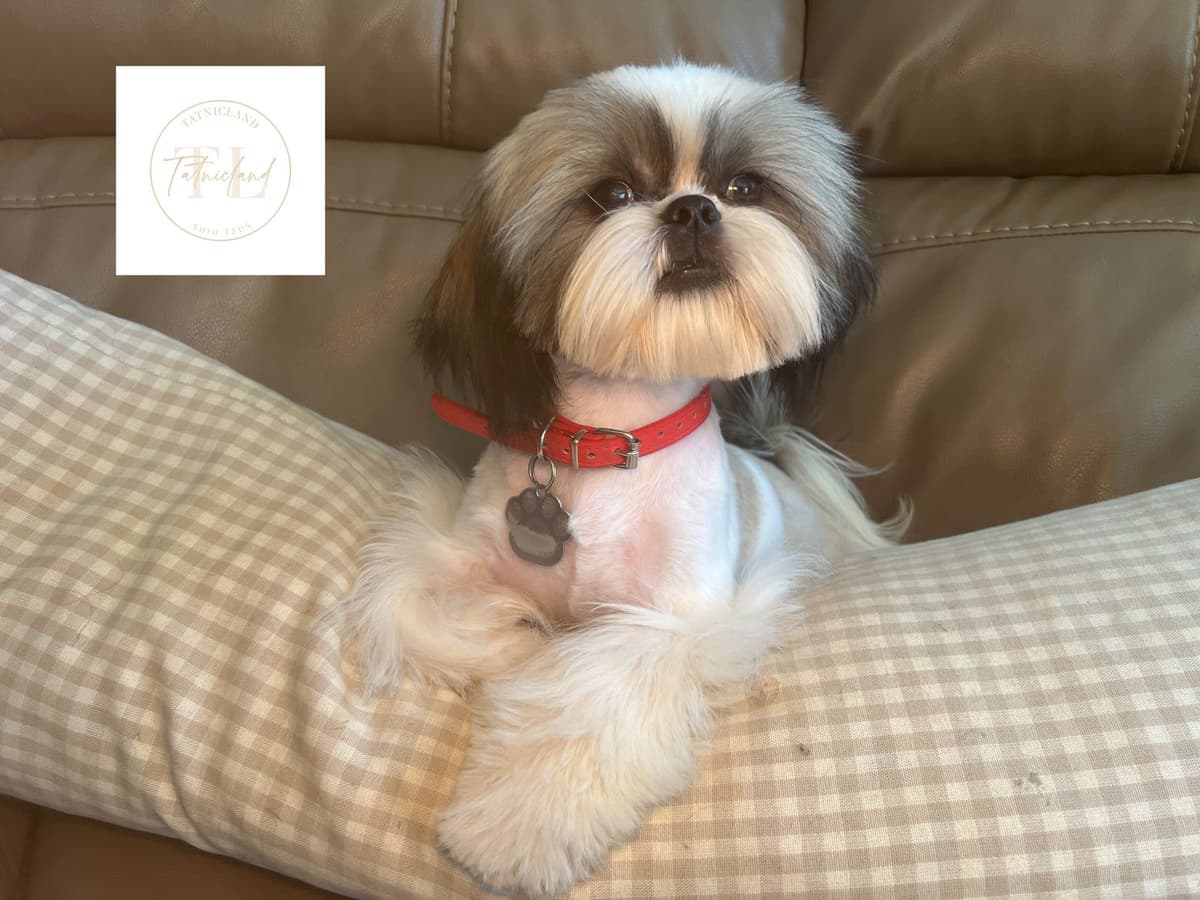 Beautiful Shih Tzu female pups breeder image 4